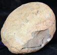 Asaphid Trilobite in Concretion - Pos/Neg #39792-4